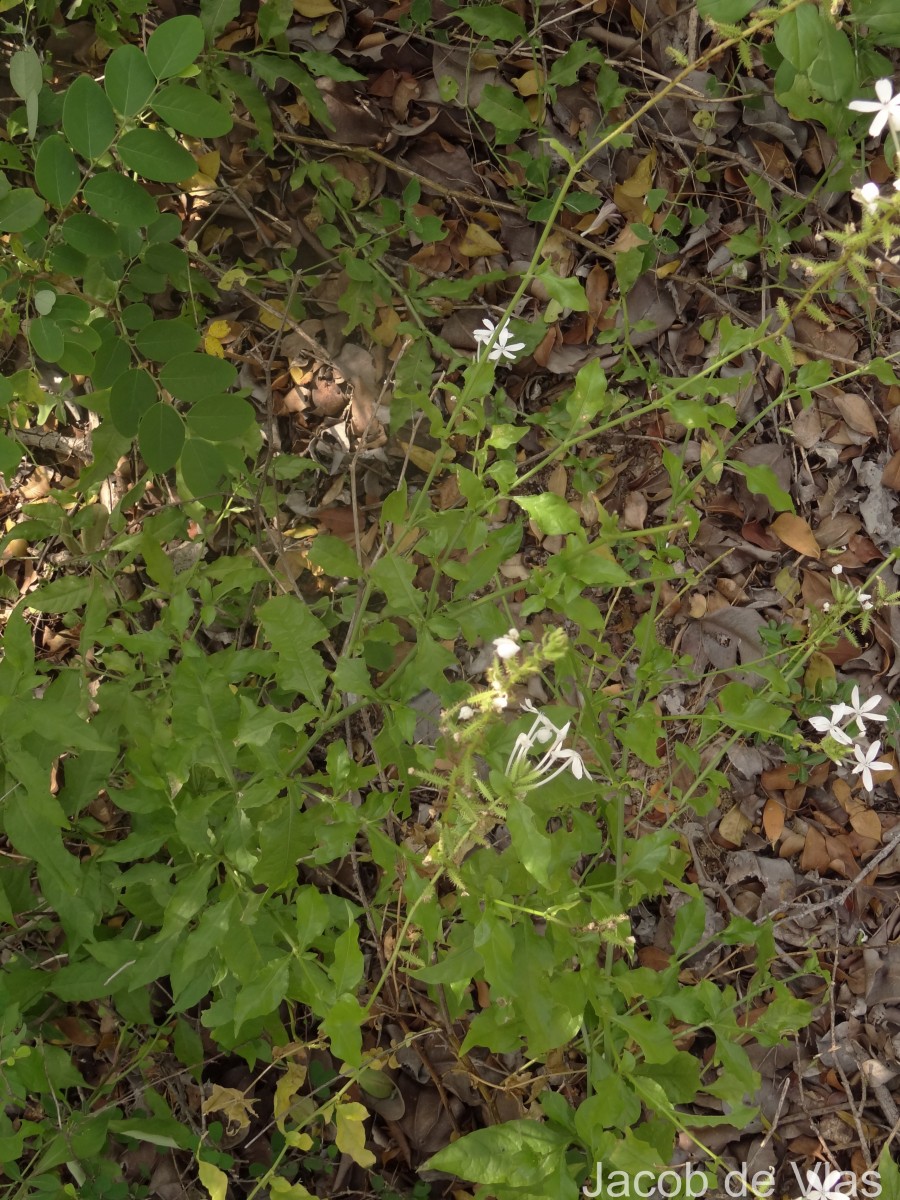 Plumbago zeylanica L.
